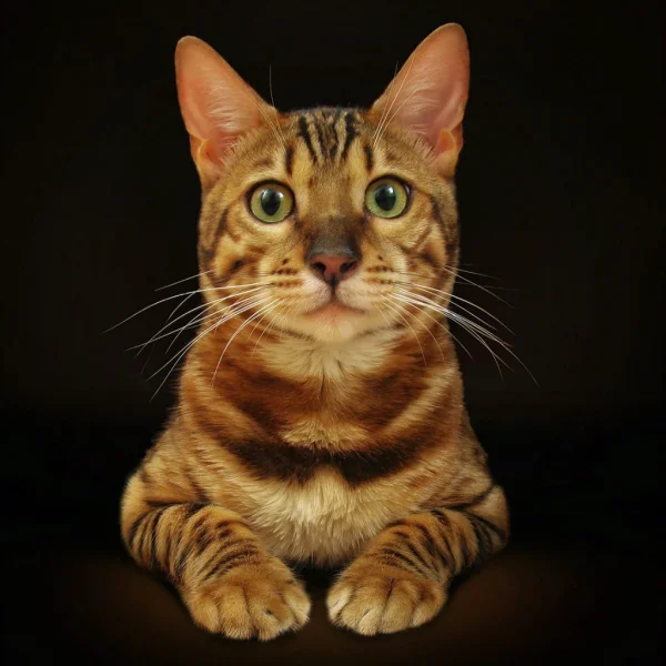 Портрет кота